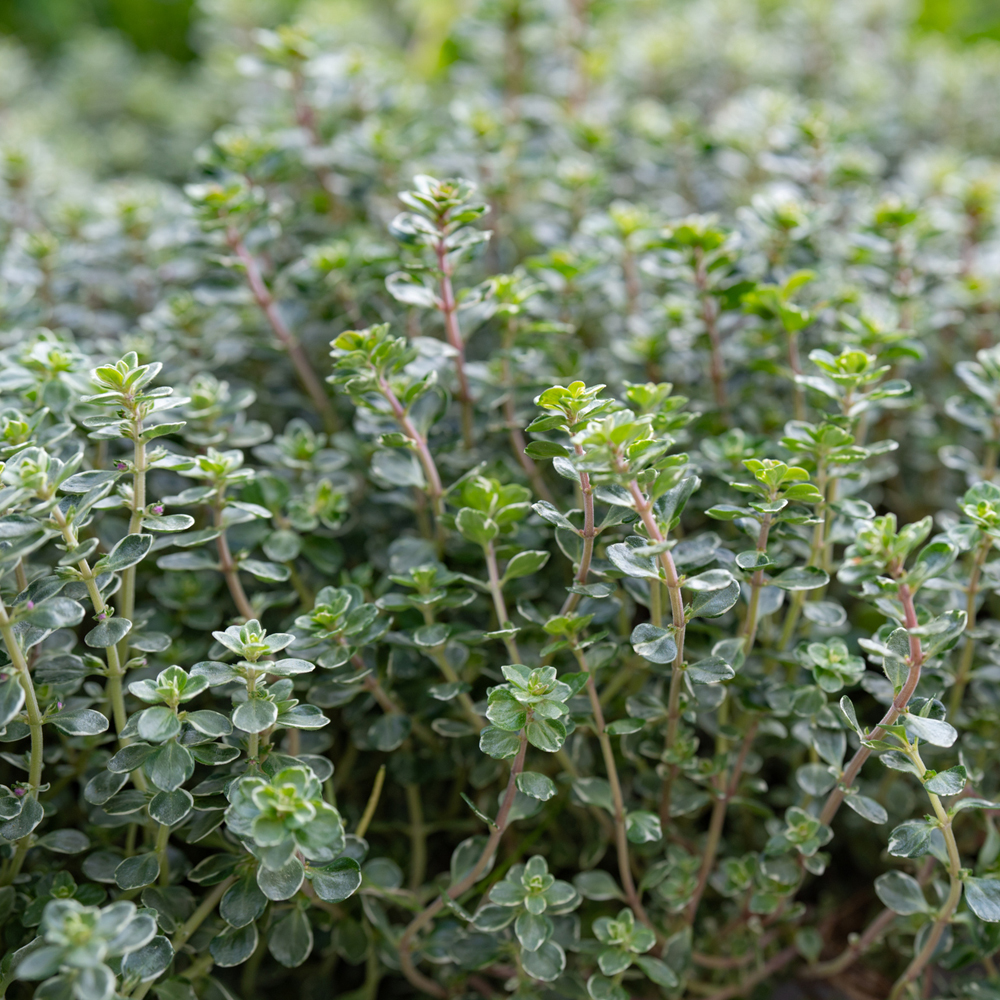 Common Thyme