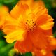 Cosmos - Bright Lights (50-60 Seeds)