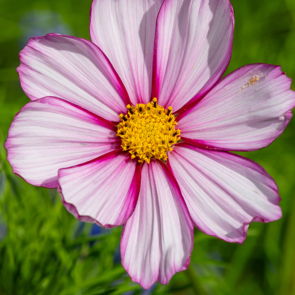 Cosmos – Candystripe