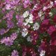Cosmos - Sensation Mixture (50-60 Seeds)