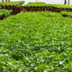 Cress - Curled (150-200 Seeds)