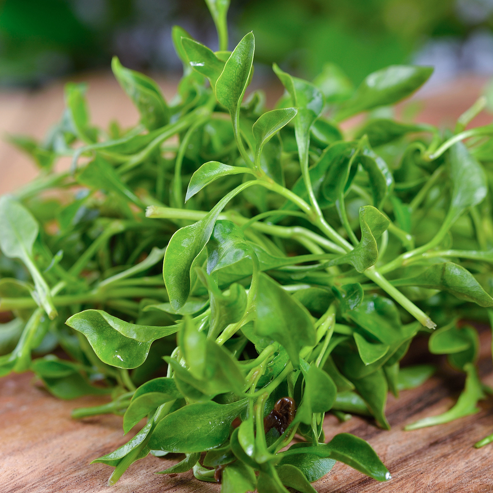 Cress – Curled (aka Garden, Pepper)