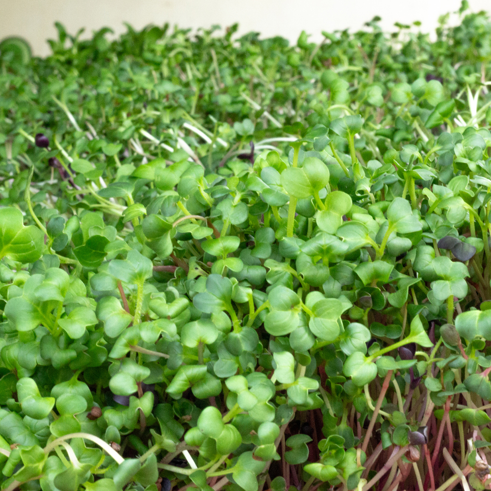 Cress – Watercress