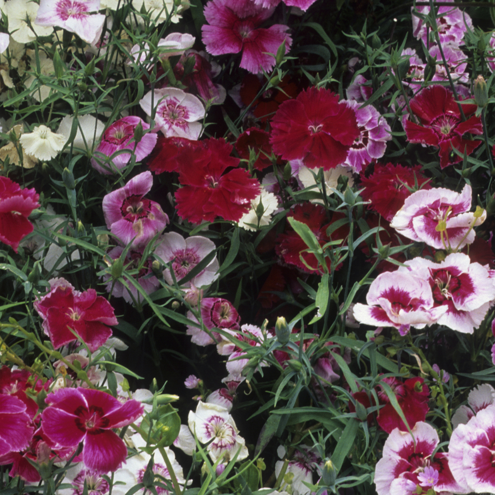 Dianthus – Diana Series Mix (Pelleted)