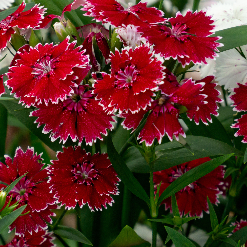 Dianthus – Floral Lace Series