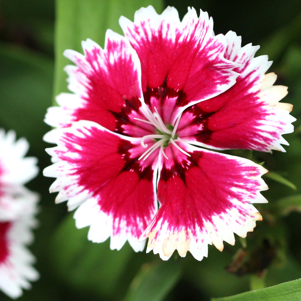 Dianthus – Super Parfait