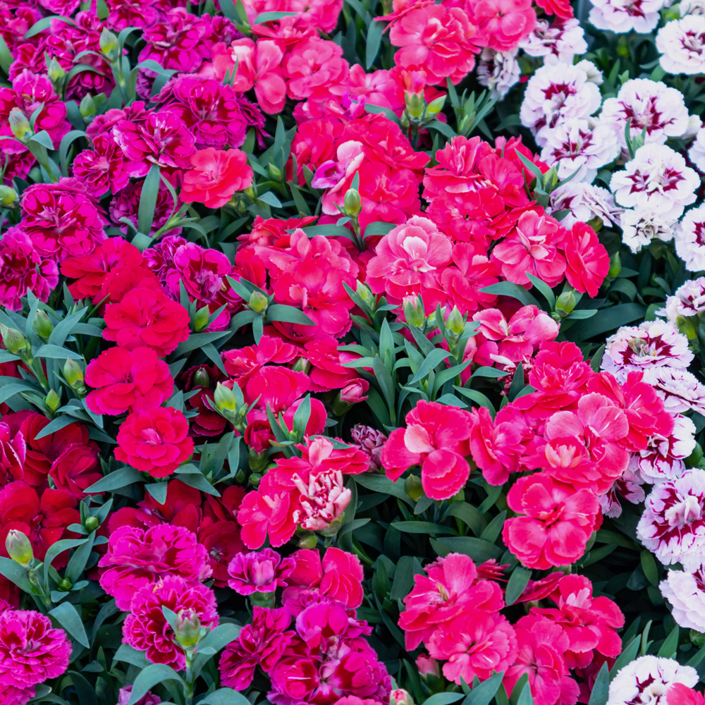 Dianthus – Telstar Series – Mix (Pelleted)