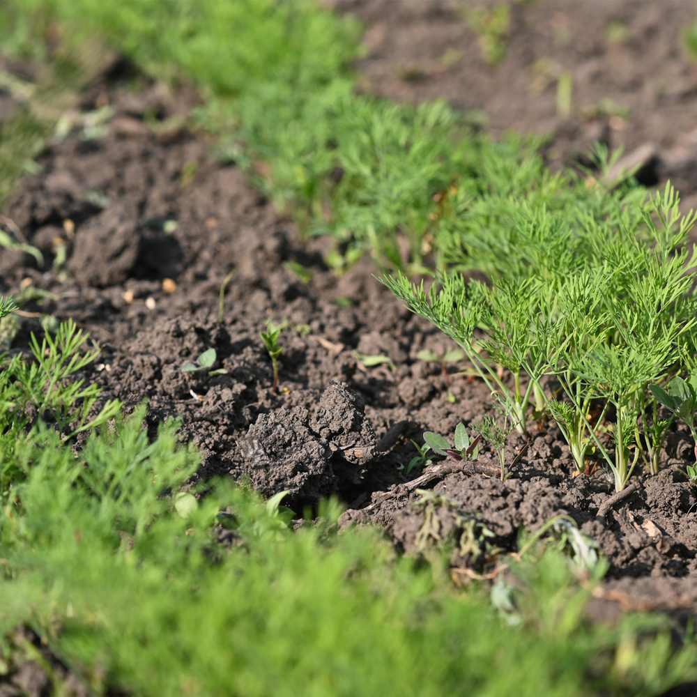 Dill – Bouquet