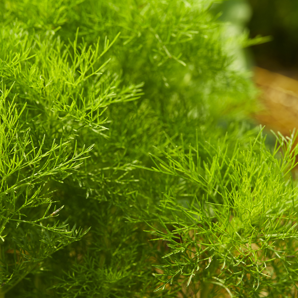 Dill – Dwarf Fernleaf