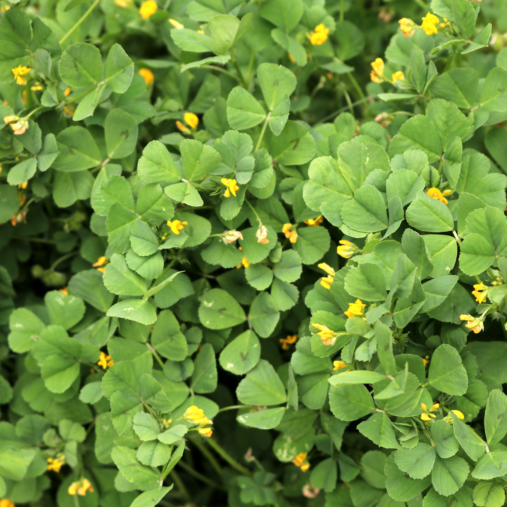 Fenugreek