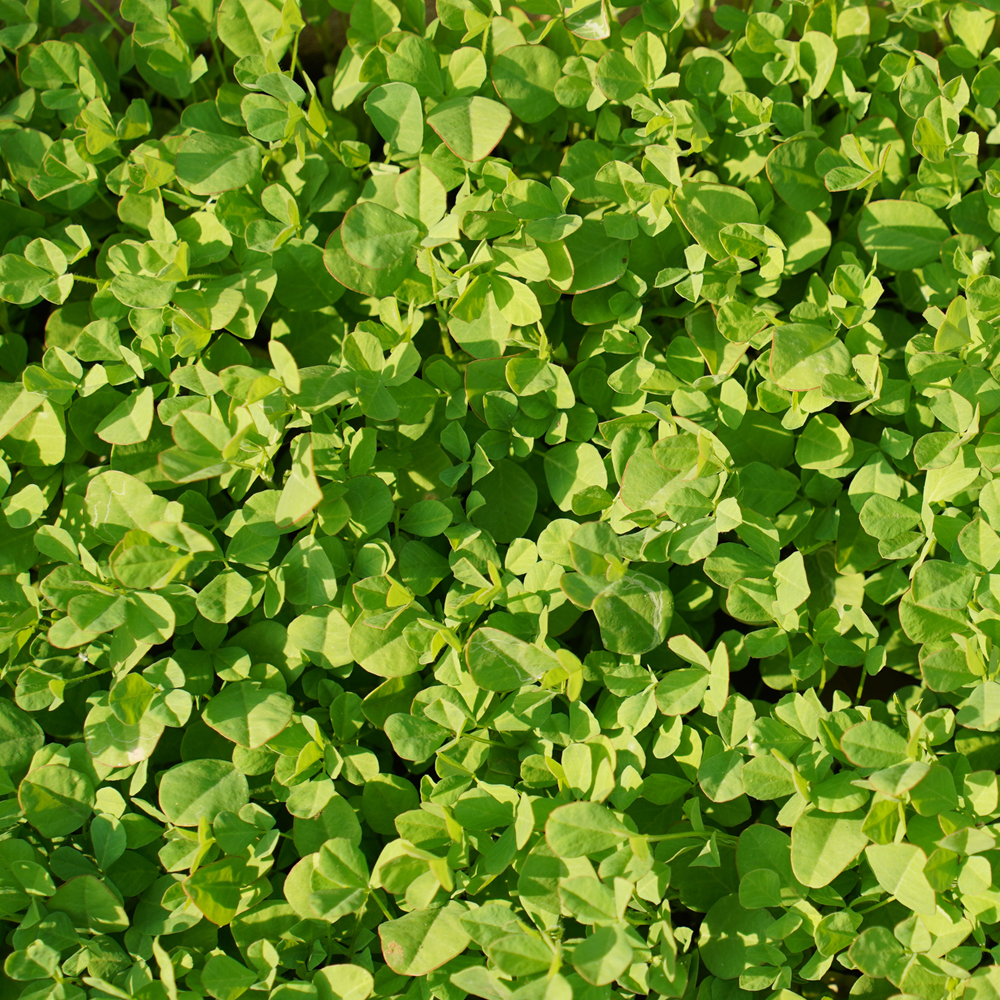 Fenugreek – Herb