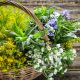 Flowering Herbs Mix (60-80 Seeds)