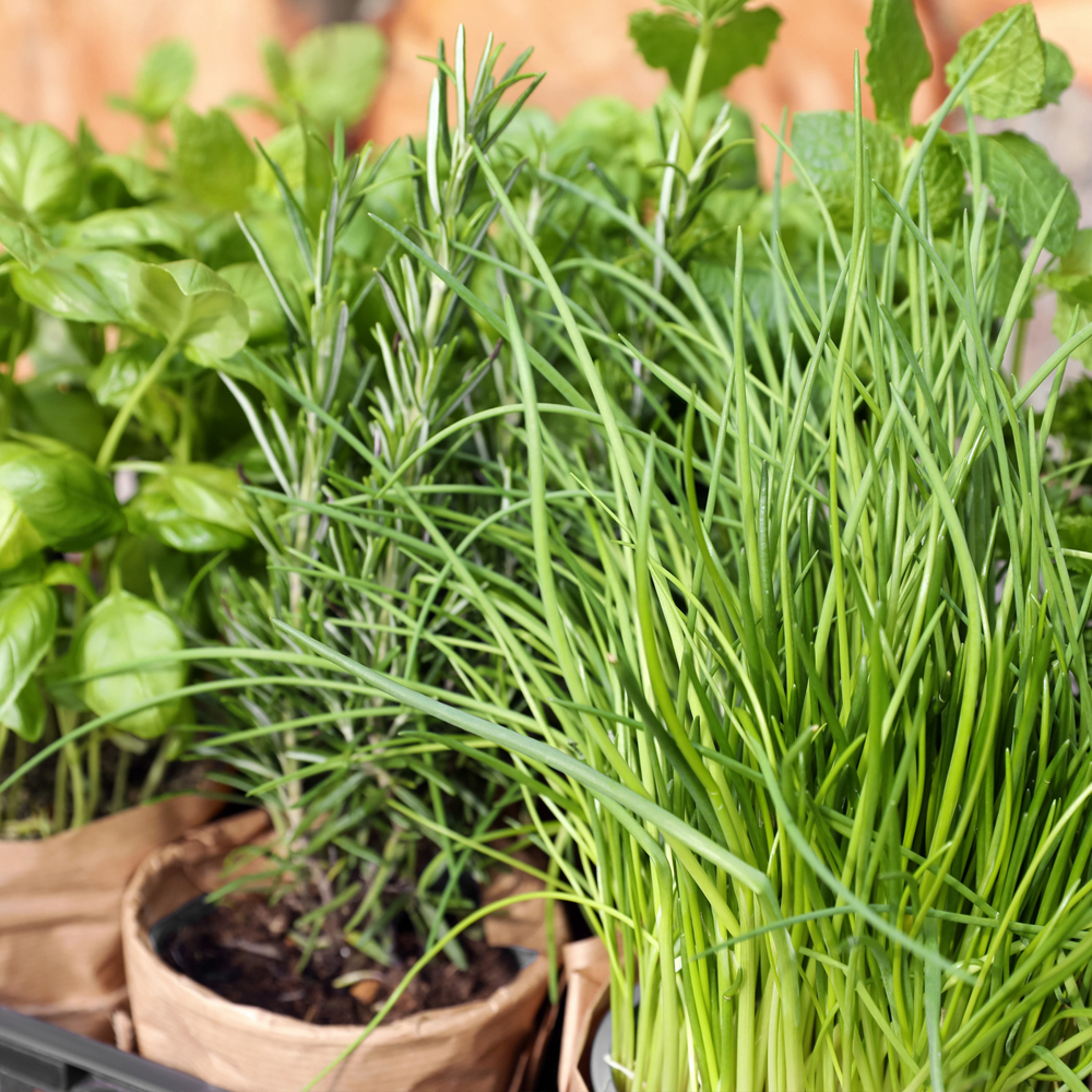 Herb Assortment – Perennial Herb