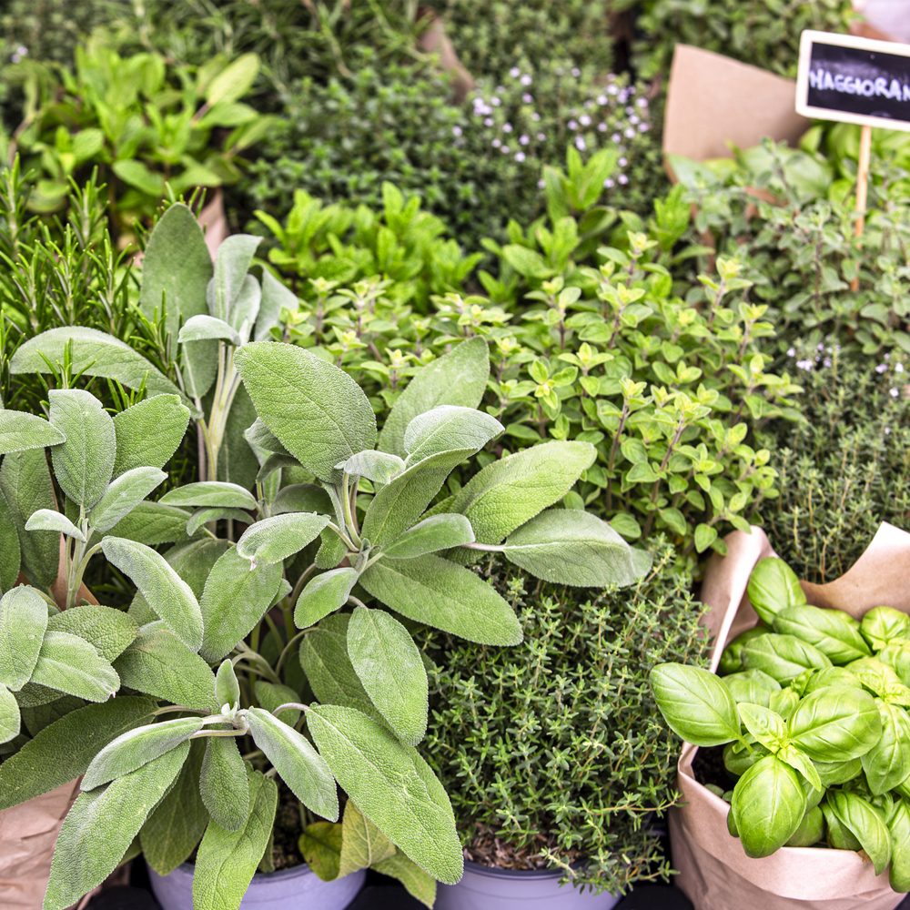 Italian Herb Garden Collection