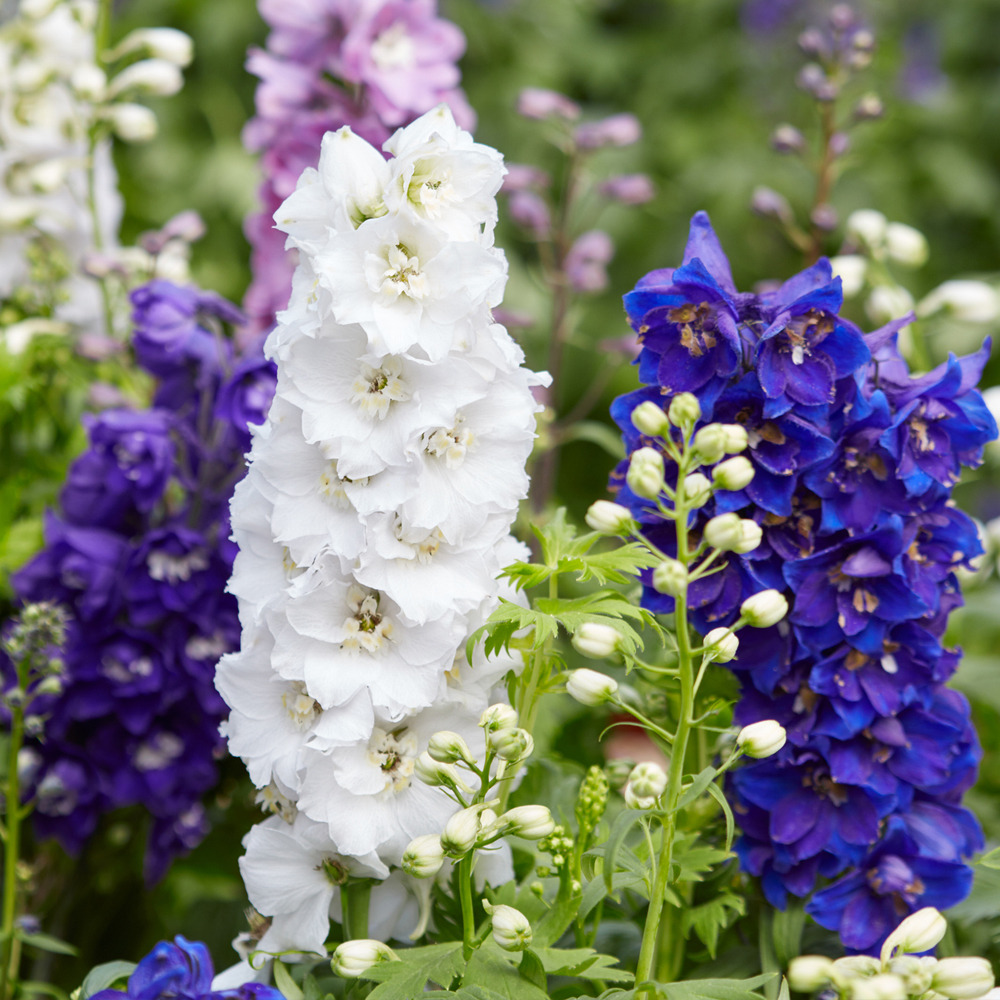 Larkspur – Giant Imperial Mixture