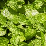 Lemon Balm (250-300 Seeds)