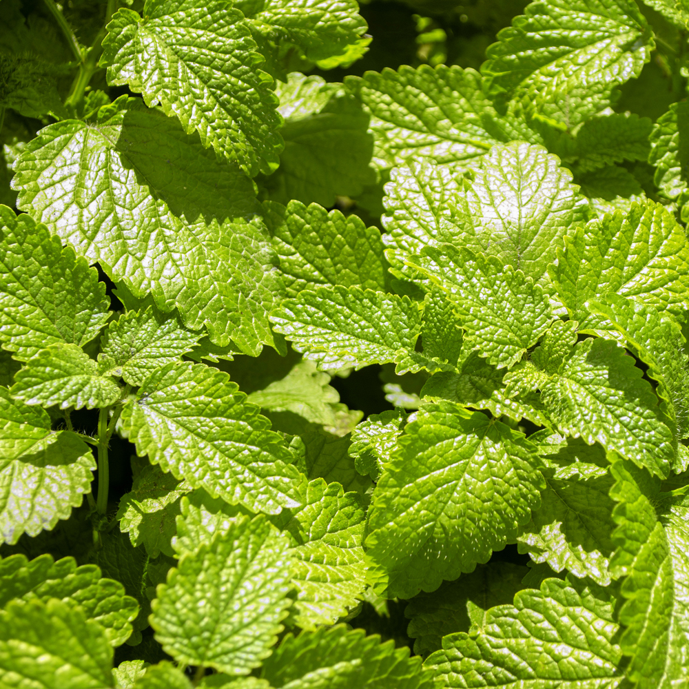 Lemon Balm