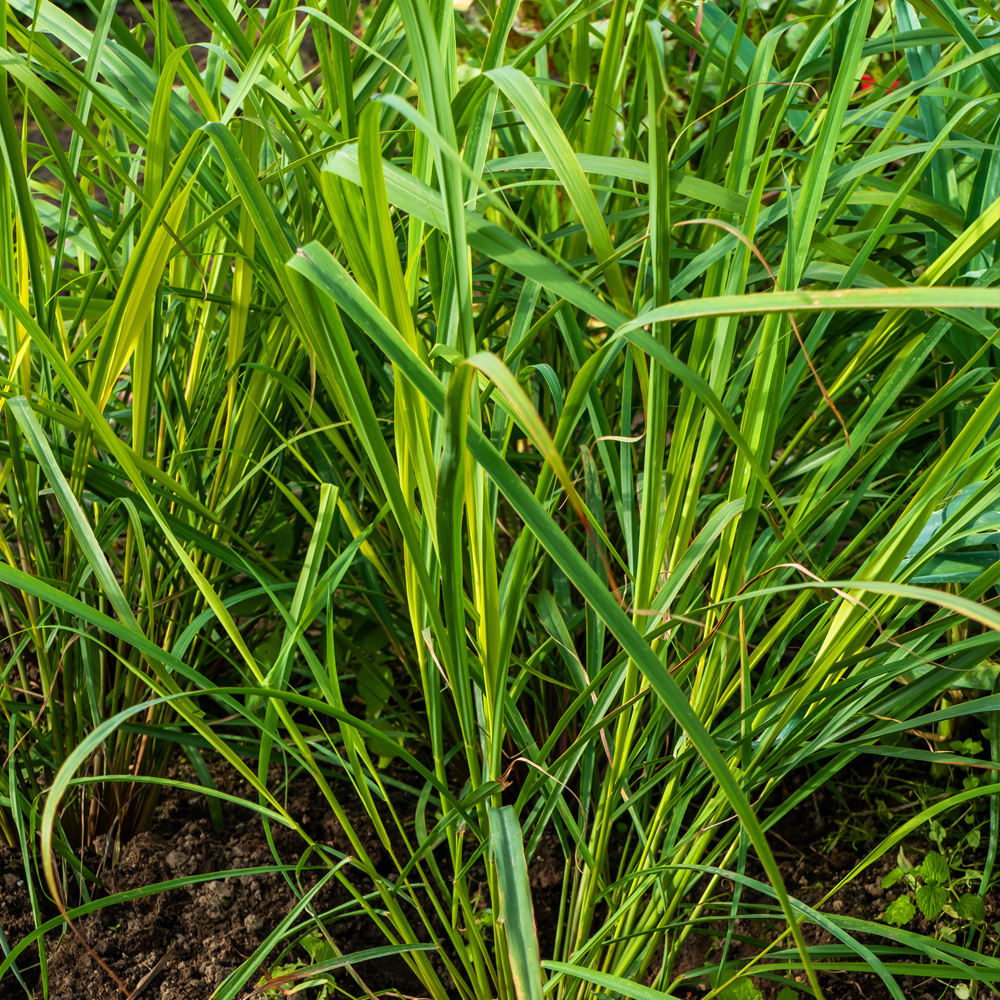 Lemon Grass – West Indian