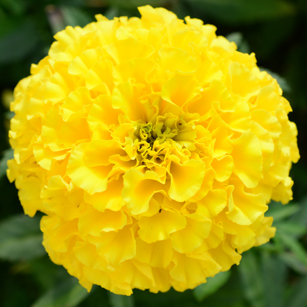 Marigold – African – Antigua