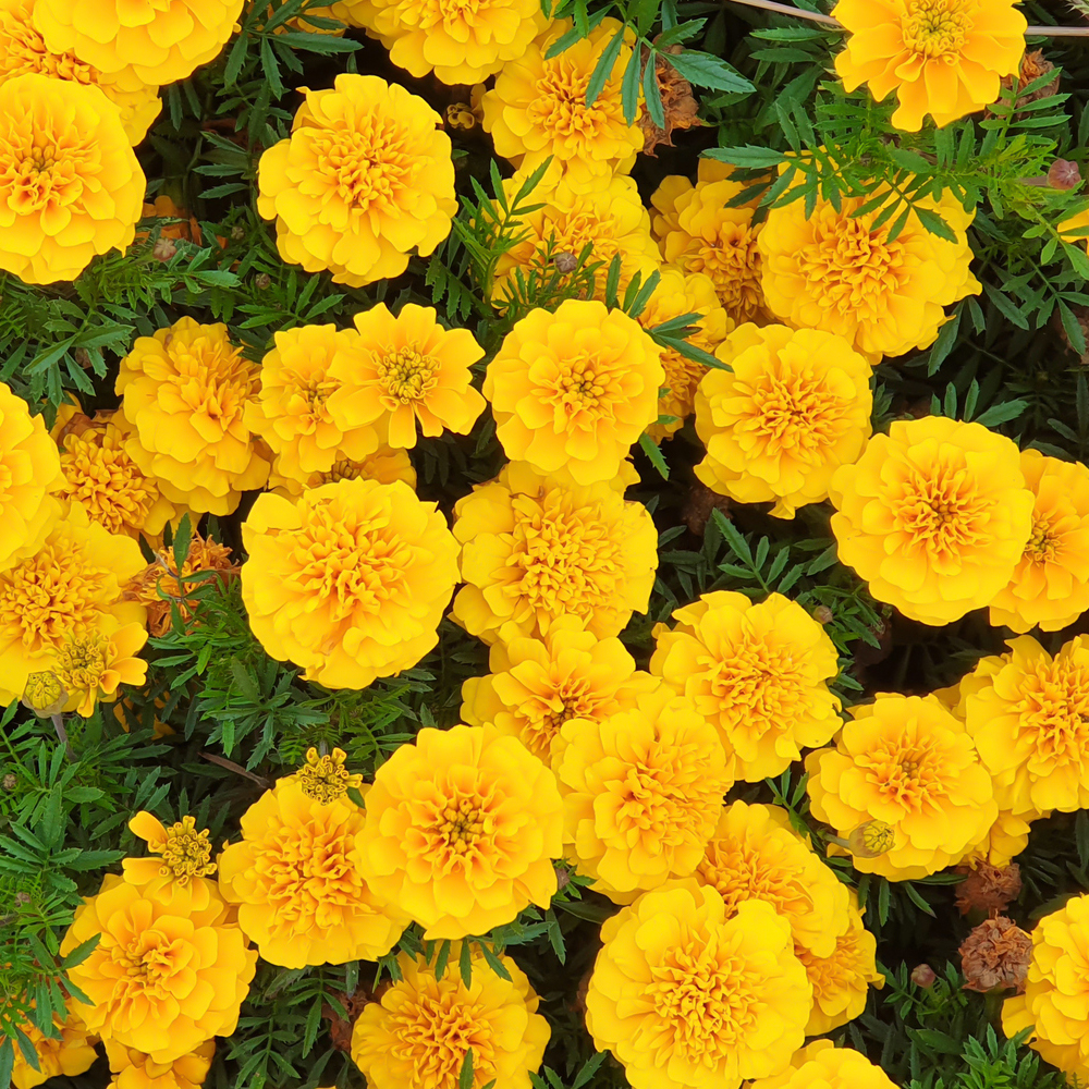 Marigold – African – Cracker Jack