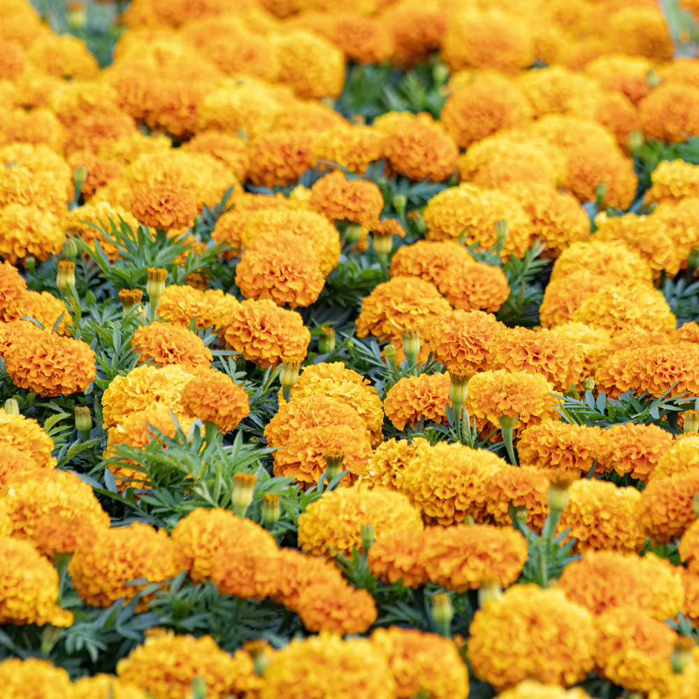 Marigold – African – Inca II