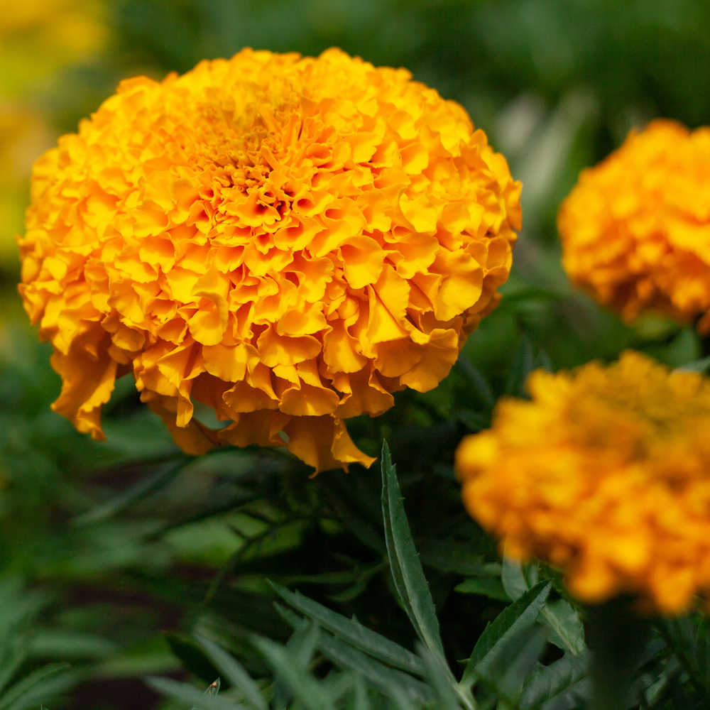 Marigold – African – Taishan