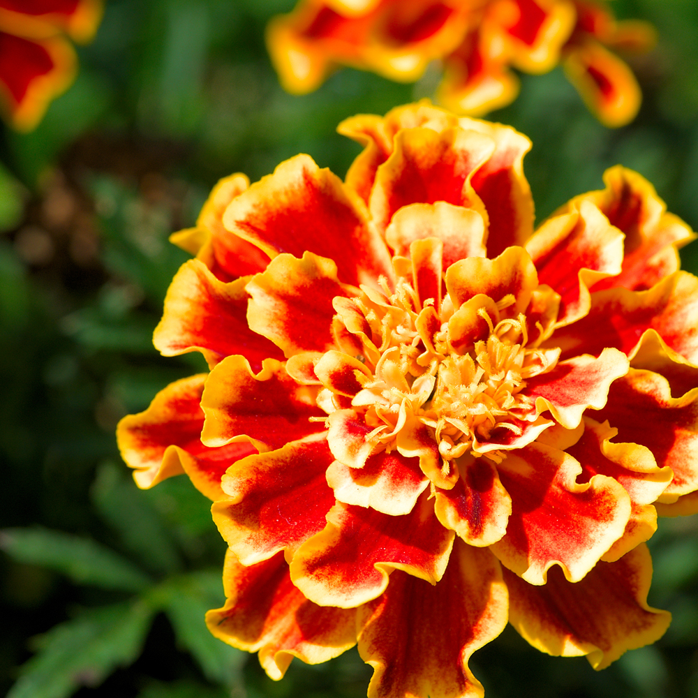 Marigold – French – Bonanza