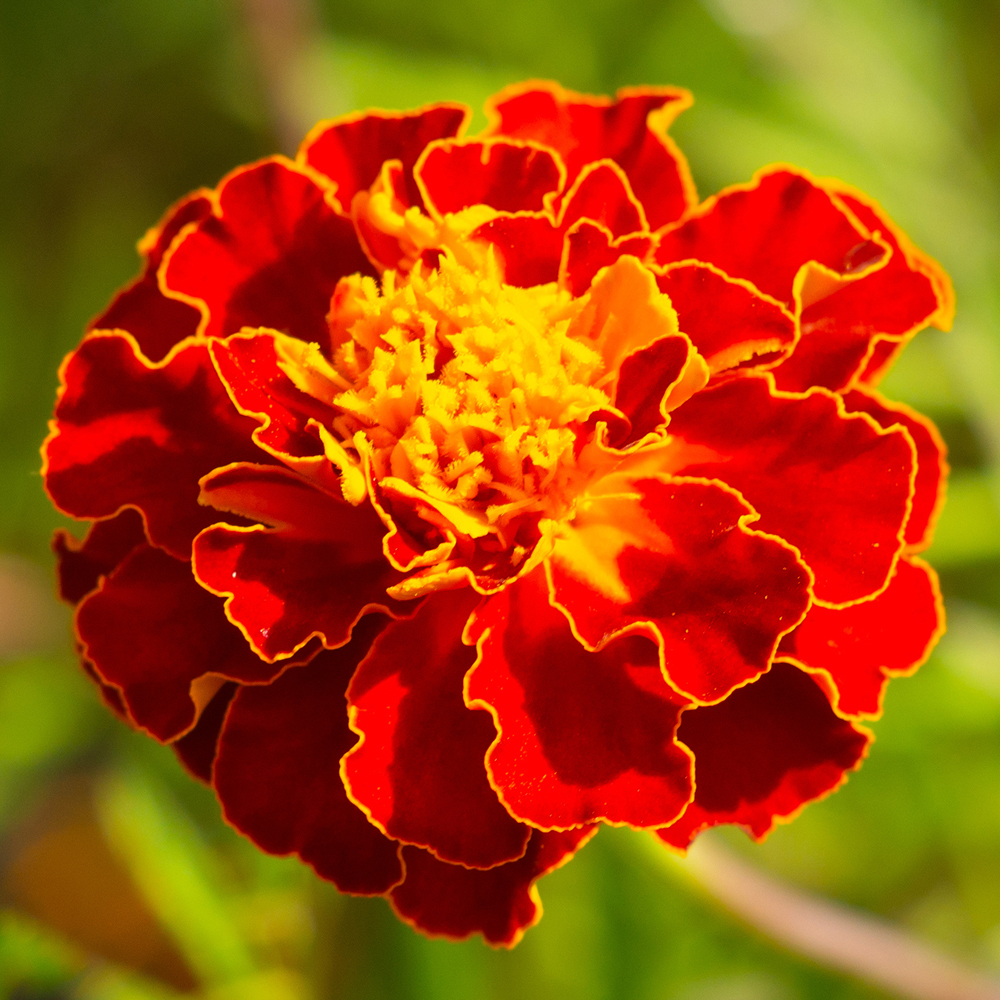 Marigold – French – Durango