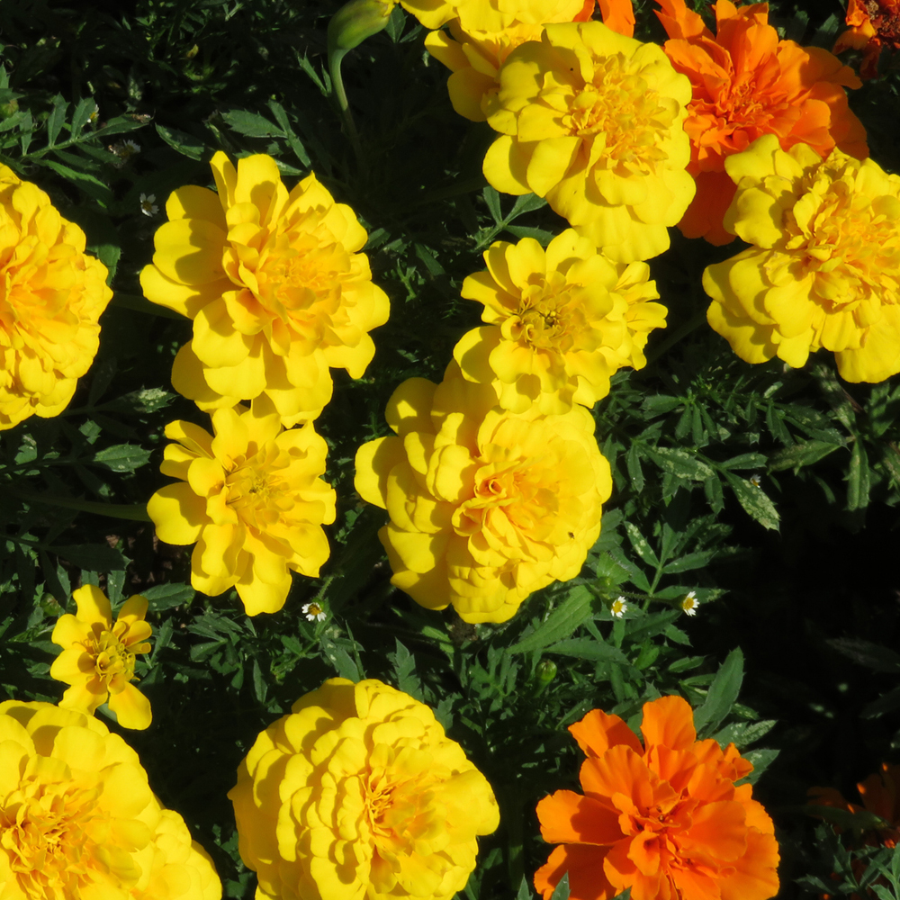 Marigold – French – Janie