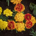 Marigold - French - Petite Mixture (60-80 Seeds)