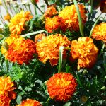 Marigold - French - Sparky Mixture (60-80 Seeds)