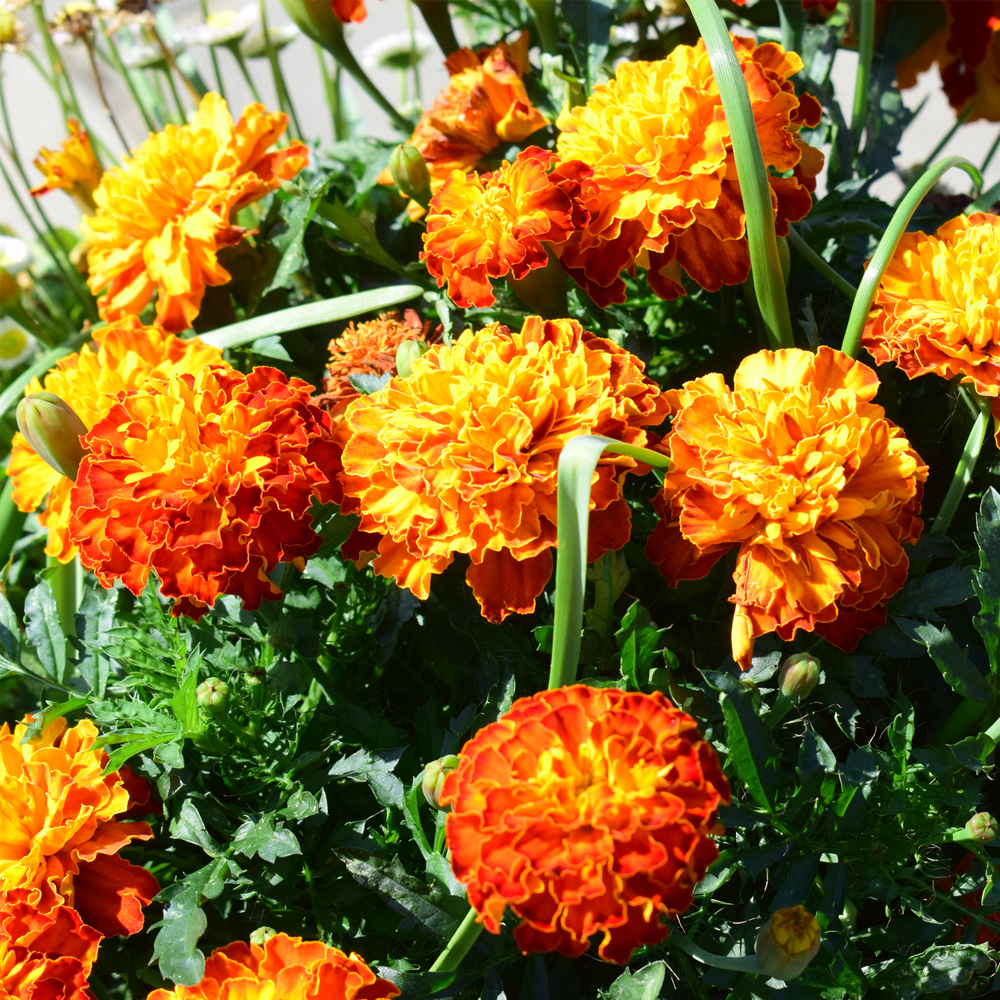 Marigold – French – Sparky Mixture