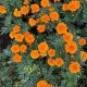 Marigold - Nematode Control (30-40 Seeds)