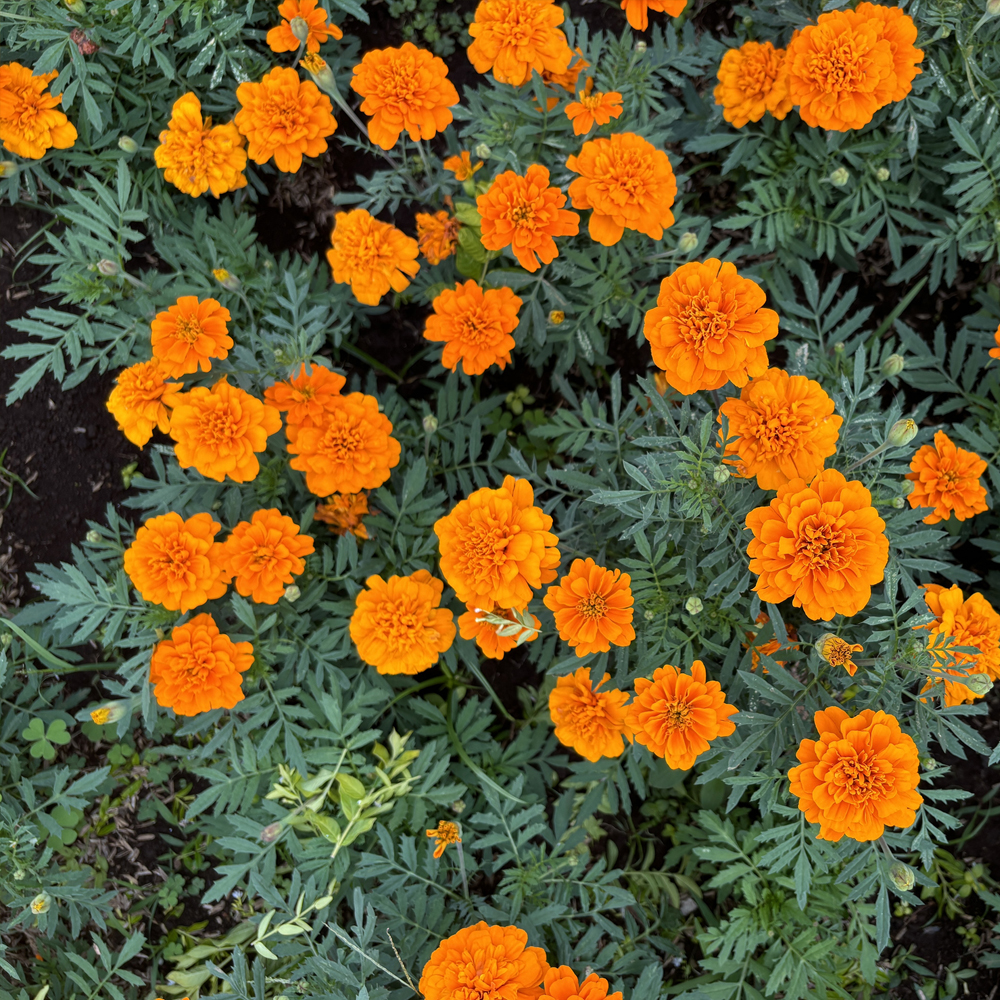 Marigold – Nematode Control