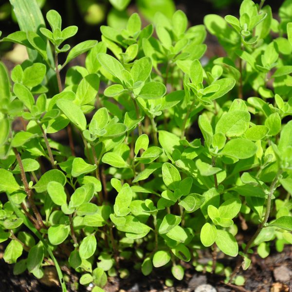 Marjoram