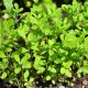 Marjoram (500-600 Seeds)