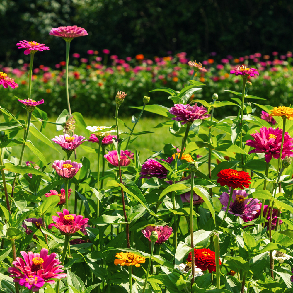 Mixed – Annual Cut Flower Mix Seeds