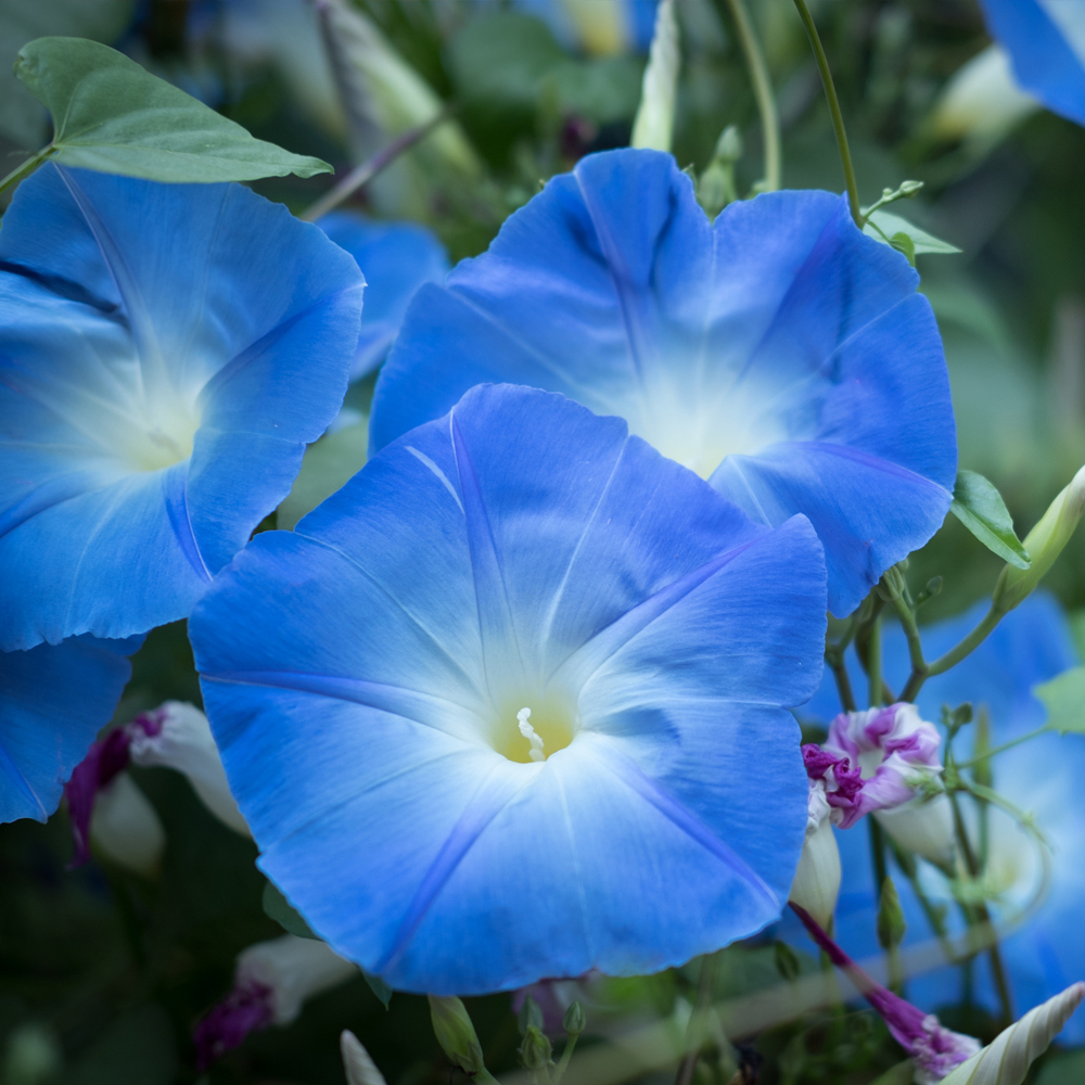 Morning Glory – Heavenly Blue