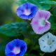 Morning Glory - Mixed Colors (15-20 Seeds)