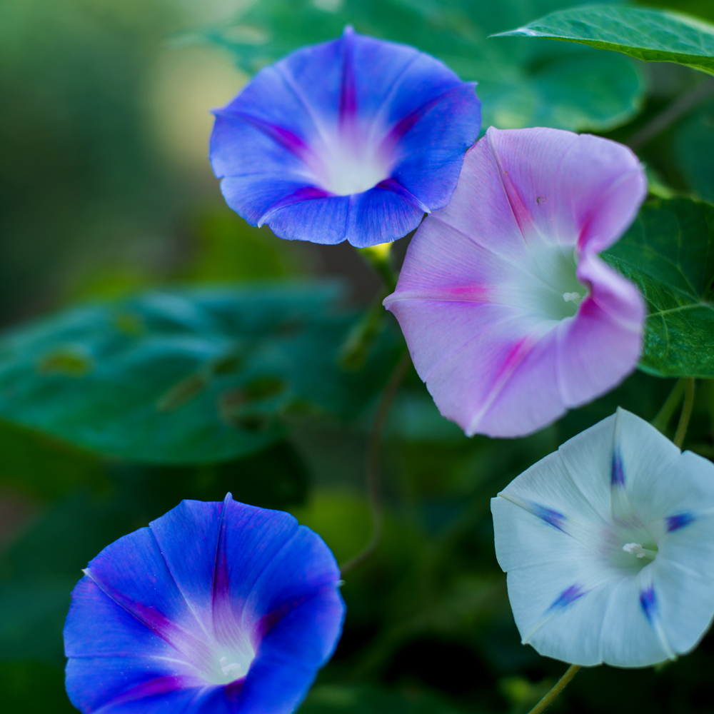 Morning Glory – Mixed Colors