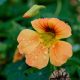 Nasturtium - Alaska (8-10 Seeds)