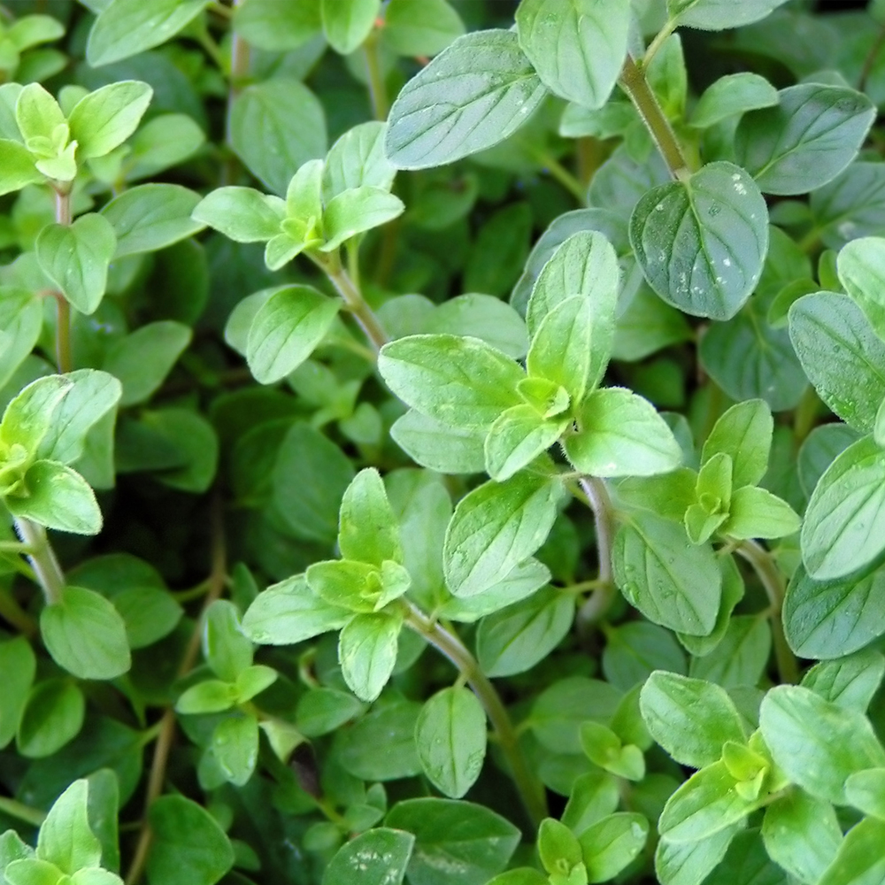 Oregano – Common Italian