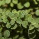 Oregano - Greek (120-150 Seeds)