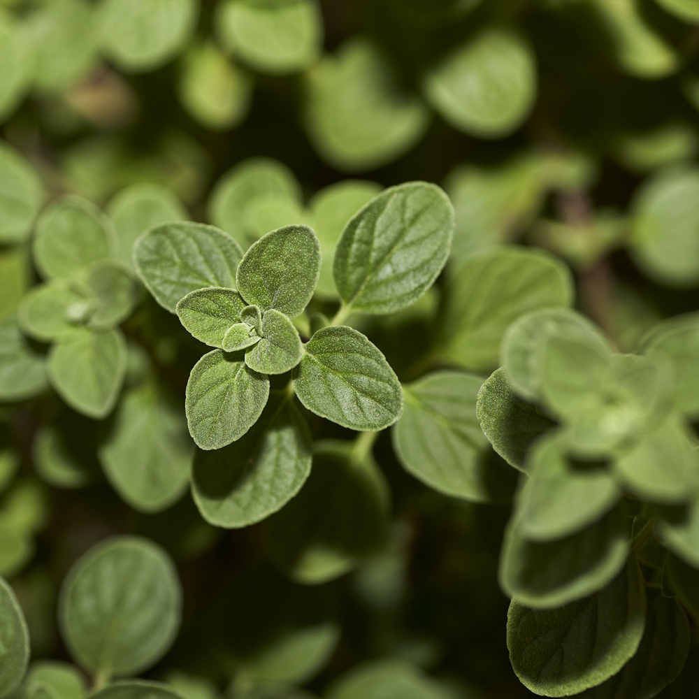 Oregano – Greek