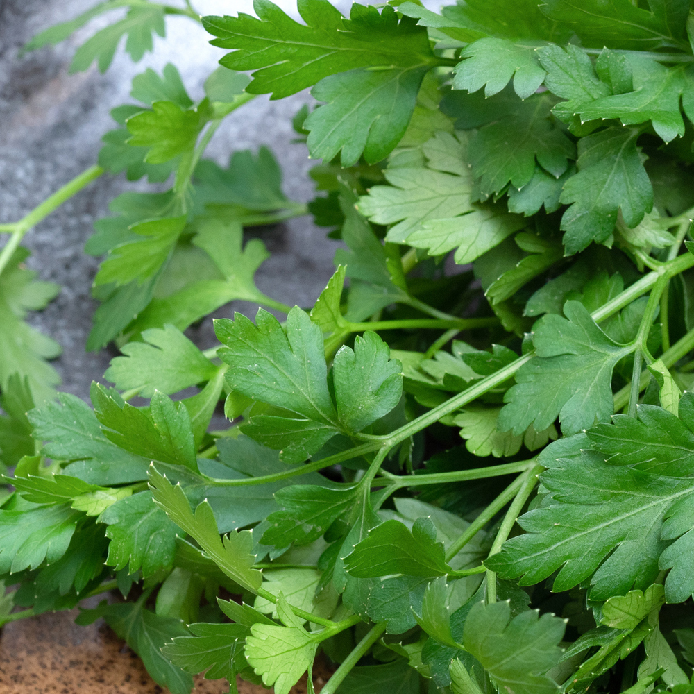 Parsley – Dark Green Italian Flat-leaf