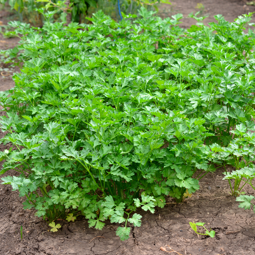 Parsley – Evergreen