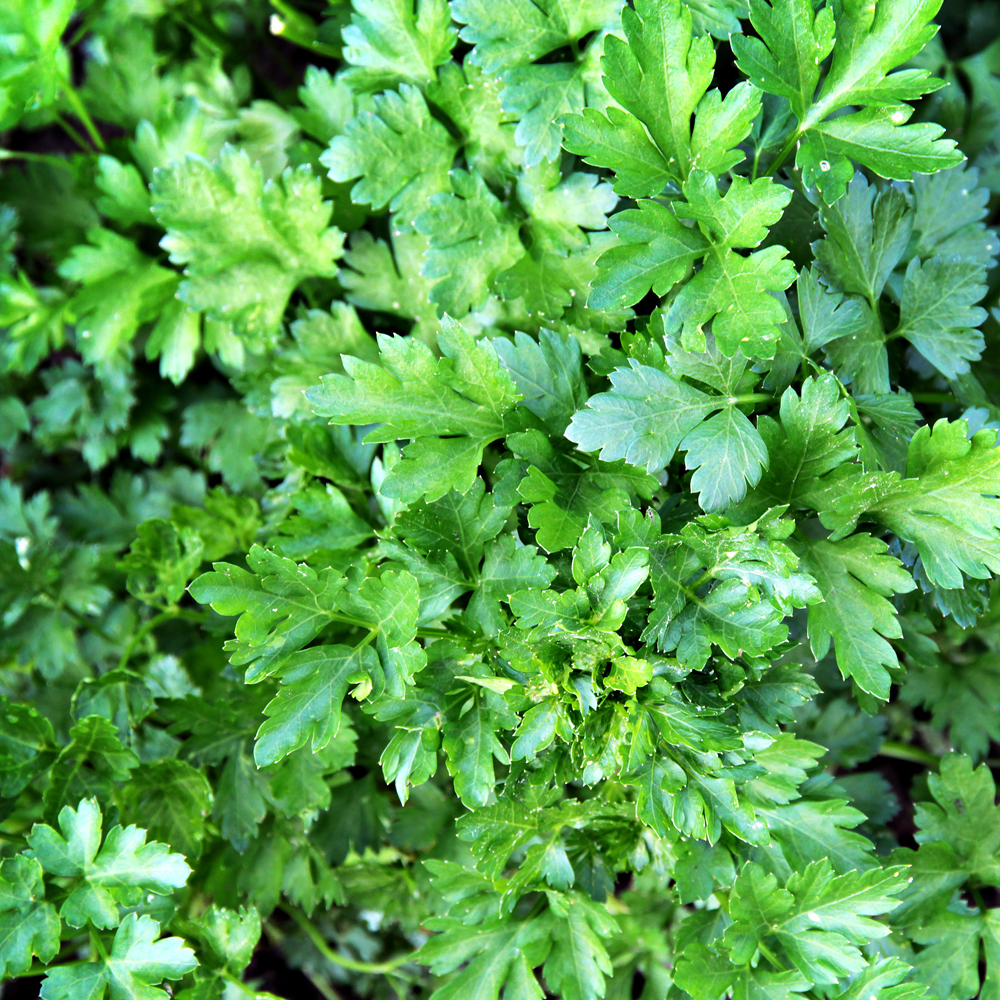 Parsley – Forest Green