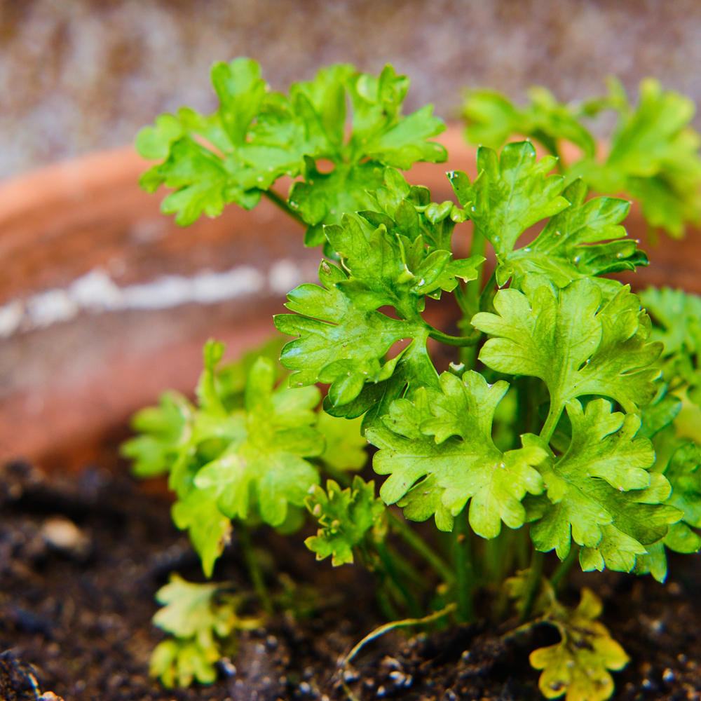 Parsley – Garden Blend