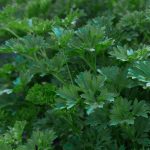 Parsley - Italian Giant (100-120 Seeds)