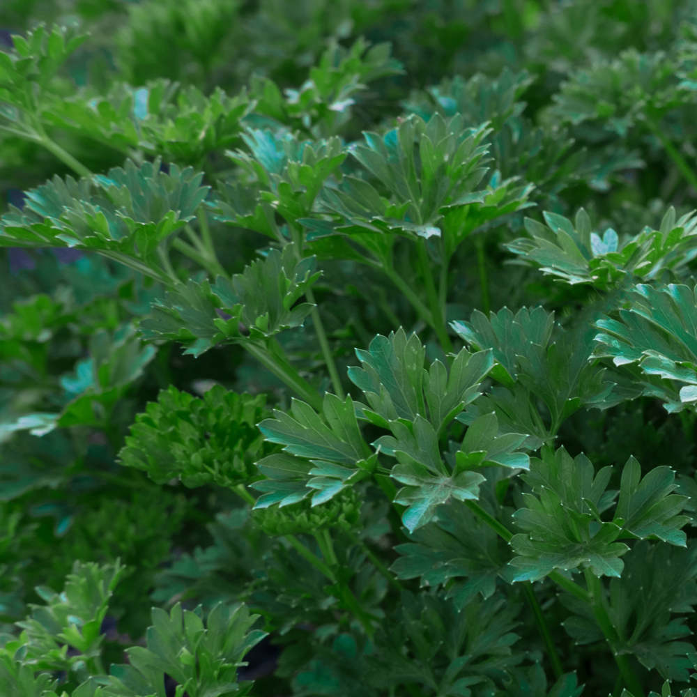 Parsley – Italian Giant